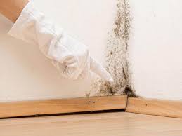 Why You Should Choose Our Mold Remediation Services in Comanche, TX